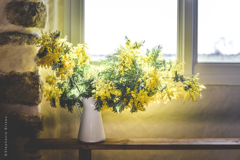 … Aime mettre en pot les premières fleurs de l’année – Gelée de mimosa et rafraichissant avant l’été
