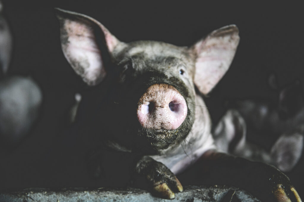 … Aime relever le défi locavore – Etape 6 : cartographie des producteurs, cochon pailleux et premières questions